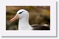 Black-browed Albatross