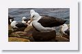 Black-browed Albatross on nests