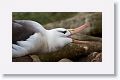 Black-browed Albatross on nests