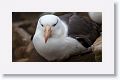 Black-browed Albatross on nests