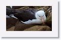 Black-browed Albatross on nests