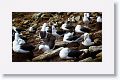 Black-browed Albatross on nests