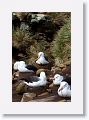 Black-browed Albatross on nests