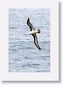 Black-browed Albatross