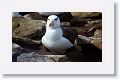 Black-browed Albatross on nest