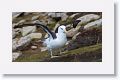 Black-browed Albatross