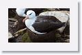 Black-browed Albatross on nests