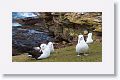 Black-browed Albatross