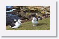 Black-browed Albatross