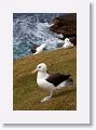 Black-browed Albatross