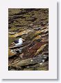 Black-browed Albatross