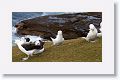 Black-browed Albatross