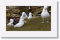 Black-browed Albatross