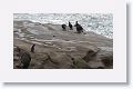 Rockhopper Penguin with King Cormorants