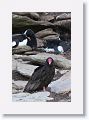 Turkey Vulture with Rockhopper Penguins