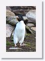 Rockhopper Penguin