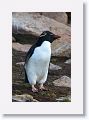 Rockhopper Penguin