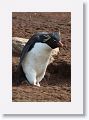 Rockhopper Penguin