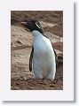 Rockhopper Penguin