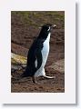 Rockhopper Penguin