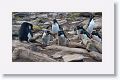 Rockhopper Penguins