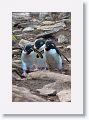 Rockhopper Penguins