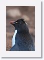 Rockhopper Penguins