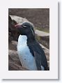 Rockhopper Penguins