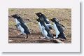 Rockhopper Penguins