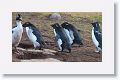 King Cormorant and Rockhopper Penguins