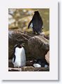 Rockhopper Penguins