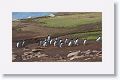 Rockhopper Penguins