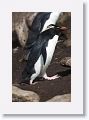 Rockhopper Penguin