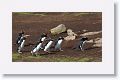 Rockhopper Penguins