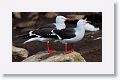 Dolphin Gulls