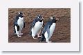 Rockhopper Penguins