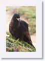 Striated Caracara