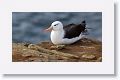 Black-browed Albatross