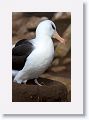 Black-browed Albatross