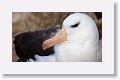 Black-browed Albatross