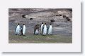 King Penguins