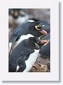 Rockhopper Penguins