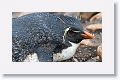 It was this storm that moved southeast and wiped out the Rockhopper colony we had just photographed back on Sea Lion Island