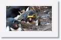 A lone Macaroni Penguin amongst the Rockhoppers