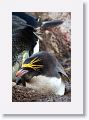 Macaroni Penguin