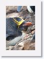 Macaroni Penguin