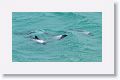 Commerson’s Dolphins