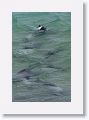 Commerson’s Dolphins