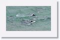 Commerson’s Dolphins