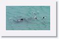 Commerson’s Dolphins